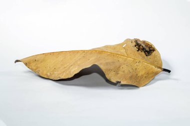 Ölü kuru yaprak beyaz arkaplanda yalıtılmış sonbahar yaprakları