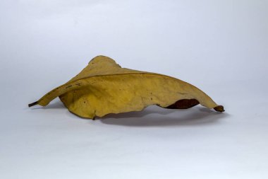 Ölü kuru yaprak beyaz arkaplanda yalıtılmış sonbahar yaprakları