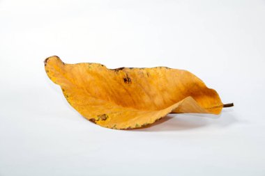 Ölü kuru yaprak beyaz arkaplanda yalıtılmış sonbahar yaprakları