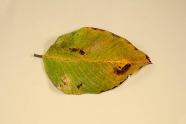 Düz Yat Ölü Kuru Yaprak bej rengi arkaplan yaprakları üzerinde izole