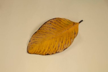 Düz Yat Ölü Kuru Yaprak bej rengi arkaplan yaprakları üzerinde izole