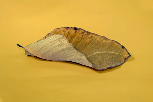 Dead Dry leaf isolated on Yellow background autumn leaves