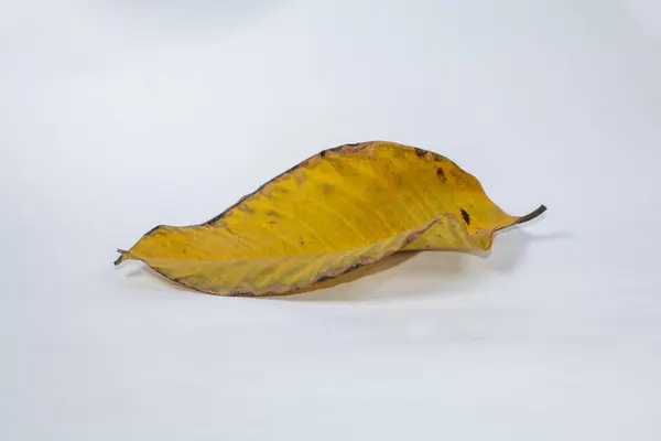 白い背景の秋の葉で隔離された死んだ乾燥した葉 — ストック写真