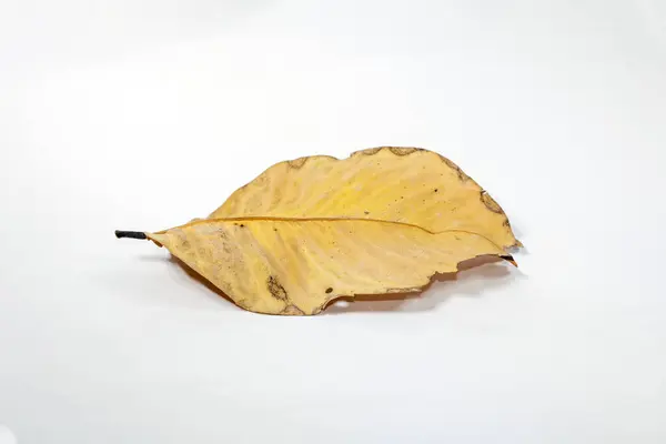 Сухой Сухой Лист Белом Фоне Осенние Листья — стоковое фото