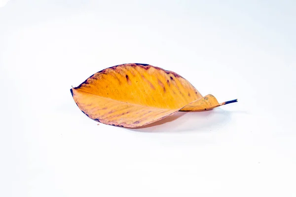Dead Dry Leaf Isolated White Background Autumn Leaves — Stock Photo, Image