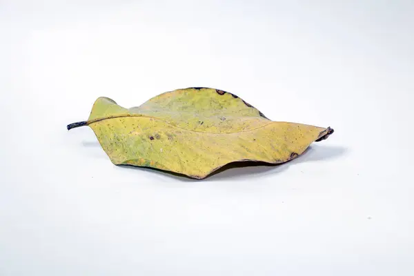 Dead Dry Blad Isolerad Vit Bakgrund Höst Löv — Stockfoto