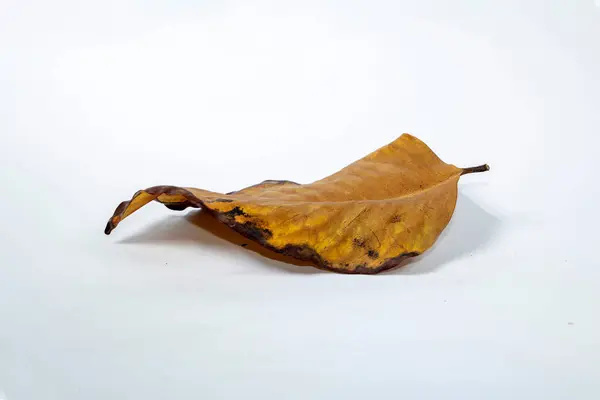 Dood Droog Blad Geïsoleerd Witte Achtergrond Herfstbladeren — Stockfoto