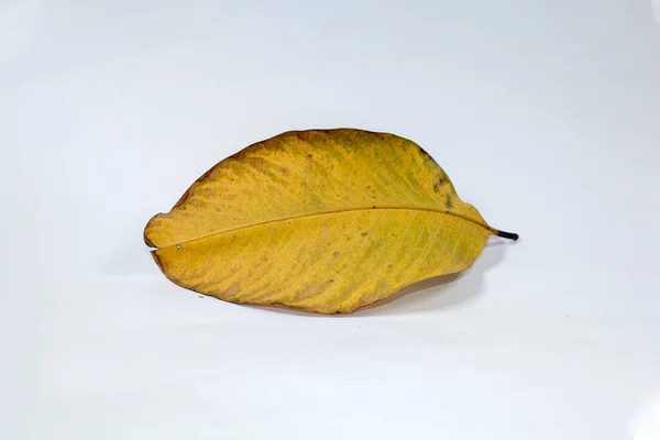 Dood Droog Blad Geïsoleerd Witte Achtergrond Herfstbladeren — Stockfoto
