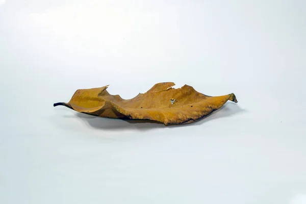 Dead Dry Leaf Isolated White Background Autumn Leaves — Stock Photo, Image