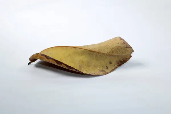 Dead Dry leaf isolated on white background autumn leaves
