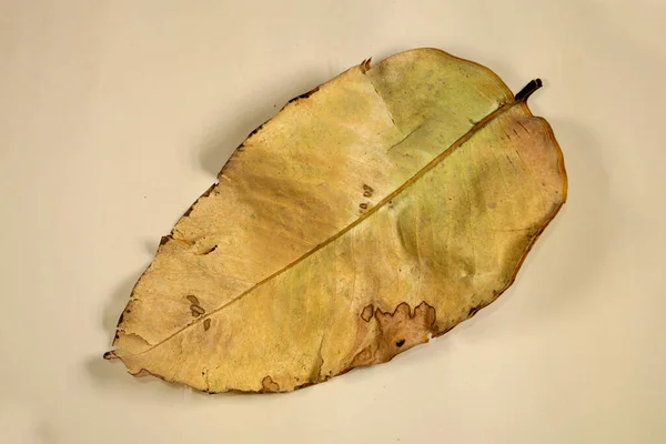 Плоский Мертвый Сухой Лист Выделенный Бежевом Фоне Осенних Листьев — стоковое фото
