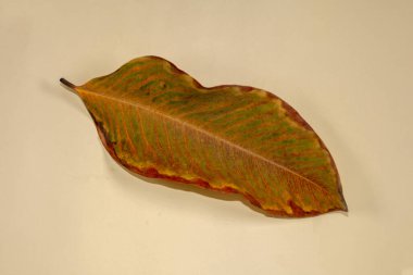 Düz Yat Ölü Kuru Yaprak bej rengi arkaplan yaprakları üzerinde izole