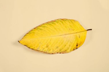 Düz Yat Ölü Kuru Yaprak bej rengi arkaplan yaprakları üzerinde izole