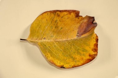 Düz Yat Ölü Kuru Yaprak bej rengi arkaplan yaprakları üzerinde izole