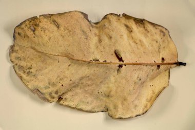 Düz Yat Ölü Kuru Yaprak bej rengi arkaplan yaprakları üzerinde izole