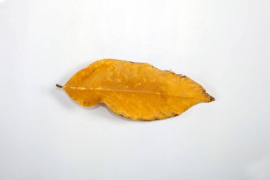Ölü Düz Yaprak Kuru Yaprak Beyaz zemin üzerinde izole sonbahar yaprakları