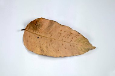 Ölü Düz Yaprak Kuru Yaprak Beyaz zemin üzerinde izole sonbahar yaprakları