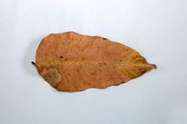 Ölü Düz Yaprak Kuru Yaprak Beyaz zemin üzerinde izole sonbahar yaprakları