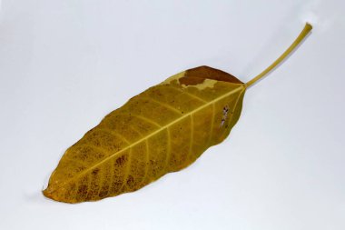 Ölü Düz Yaprak Kuru Yaprak Beyaz zemin üzerinde izole sonbahar yaprakları