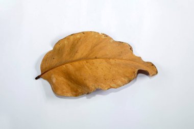 Ölü Düz Yaprak Kuru Yaprak Beyaz zemin üzerinde izole sonbahar yaprakları