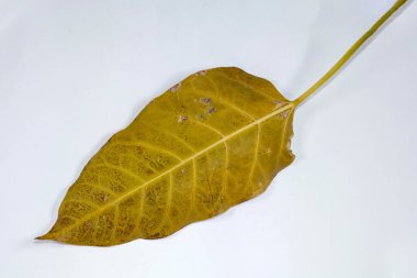 Ölü Düz Yaprak Kuru Yaprak Beyaz zemin üzerinde izole sonbahar yaprakları