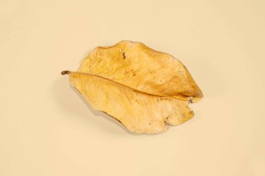 Düz Yat Ölü Kuru Yaprak bej rengi arkaplan yaprakları üzerinde izole