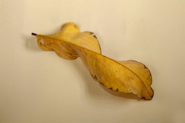 Düz Yat Ölü Kuru Yaprak bej rengi arkaplan yaprakları üzerinde izole