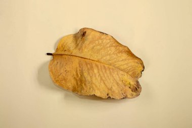 Düz Yat Ölü Kuru Yaprak bej rengi arkaplan yaprakları üzerinde izole