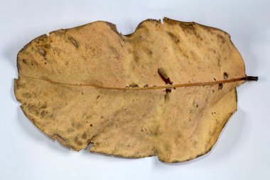 Ölü Düz Yaprak Kuru Yaprak Beyaz zemin üzerinde izole sonbahar yaprakları