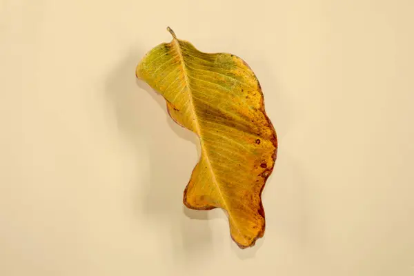 Flache Lay Dead Dry Blatt Isoliert Auf Beige Farbe Hintergrund — Stockfoto