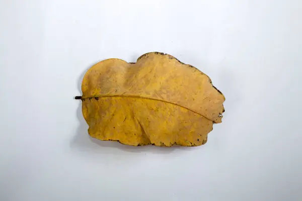 白い背景の秋の葉で隔離された平らな層の死んだ乾燥した葉 — ストック写真
