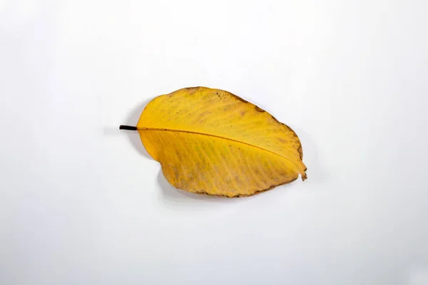 Flat Lay Dead Dry Leaf Isolated White Background Autumn Leaves — Stock Photo, Image