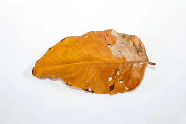 Flat Lay Dead Dry Blad Isolerad Vit Bakgrund Höst Löv — Stockfoto