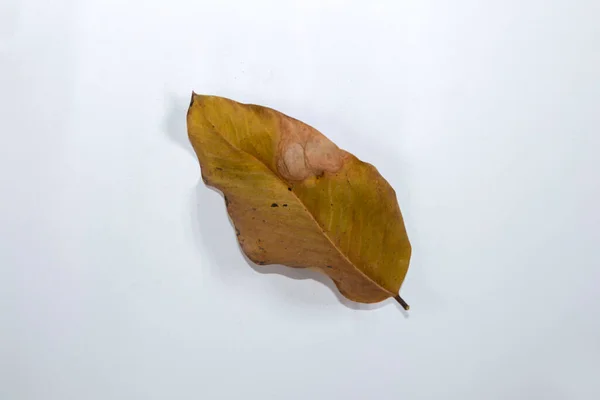 Плоский Лежачий Мертвий Сухий Лист Ізольований Білому Тлі Осіннього Листя — стокове фото