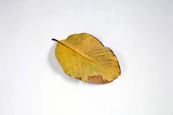 Flat Lay Dead Dry Blad Geïsoleerd Witte Achtergrond Herfst Bladeren — Stockfoto