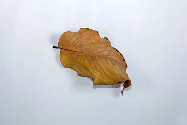 Плоский Лежачий Мертвий Сухий Лист Ізольований Білому Тлі Осіннього Листя — стокове фото