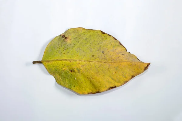 Flache Lay Dead Dry Blatt Isoliert Auf Weißem Hintergrund Herbstblätter — Stockfoto