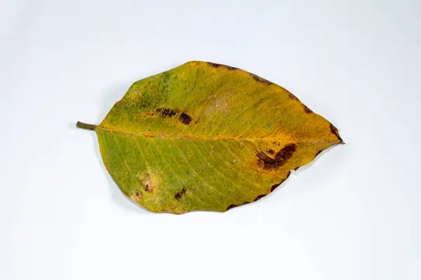 白い背景の秋の葉で隔離された平らな層の死んだ乾燥した葉 — ストック写真
