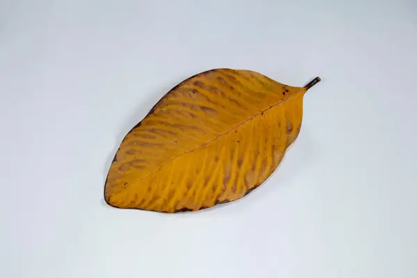 Flat Lay Dead Dry Leaf Isolated White Background Autumn Leaves — Stock Photo, Image