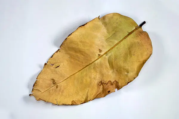 枯死的枯叶隔离在白色的背景上秋天的叶子上 — 图库照片