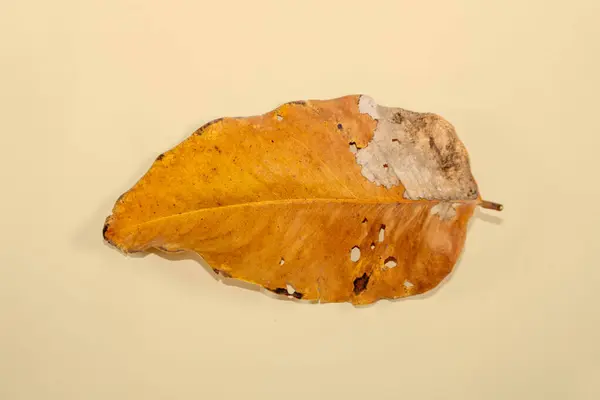 Flat Lay Dead Suchý List Izolované Béžové Barvy Pozadí Podzimní — Stock fotografie