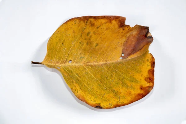 枯死的枯叶隔离在白色的背景上秋天的叶子上 — 图库照片