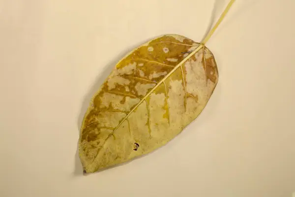 ベージュ色の背景の秋の葉で隔離された平らな層の死んだ乾燥した葉 — ストック写真