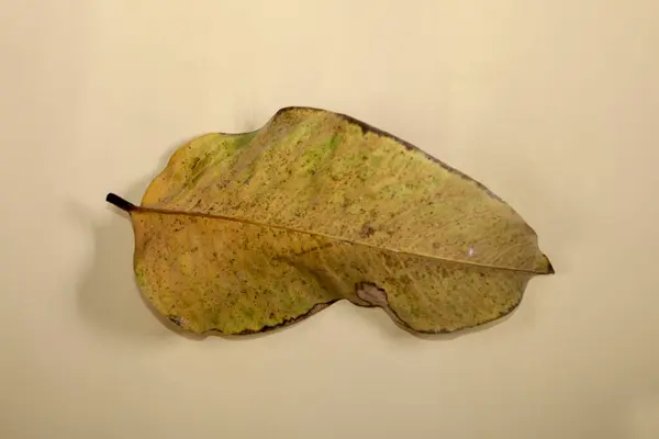 ベージュ色の背景の秋の葉で隔離された平らな層の死んだ乾燥した葉 — ストック写真