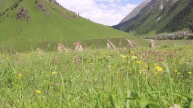 Madose 'de Sarı ve Pembe Çiçekler Güneşli Gün Bulutları Mavi Gök Karlı Dağ Manzarası