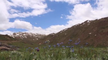 Madose 'de Mavi Çiçekler Güneşli Gün Bulutları Mavi Gök Karlı Dağ Manzarası