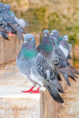 Detaylı bir yakın çekim fotoğrafı ön planda parlak renkli taş bir yüzeye tünemiş tek bir kaya güvercini yakalar. Güvercinin canlı tüyleri ve yanardöner boyun tüyleri açıkça görülebilir. Birkaç güvercin daha.