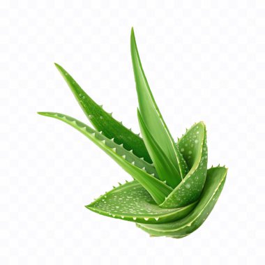 Beyaz arka planda izole edilmiş taze yeşil aloe vera.