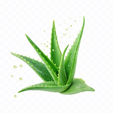 Beyaz arka planda izole edilmiş taze yeşil aloe vera.