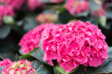 Bahar günü bahçede Hydenyia çiçeği.